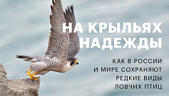 На крыльях надежды. Как в России и мире сохраняют редкие виды ловчих птиц