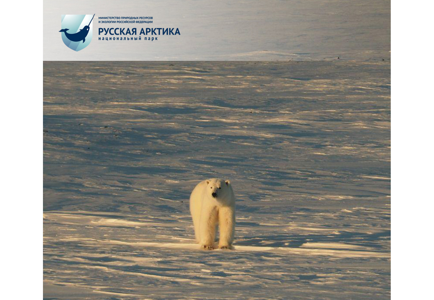 Фонд Росконгресс и национальный парк «Русская Арктика» запускают совместный проект