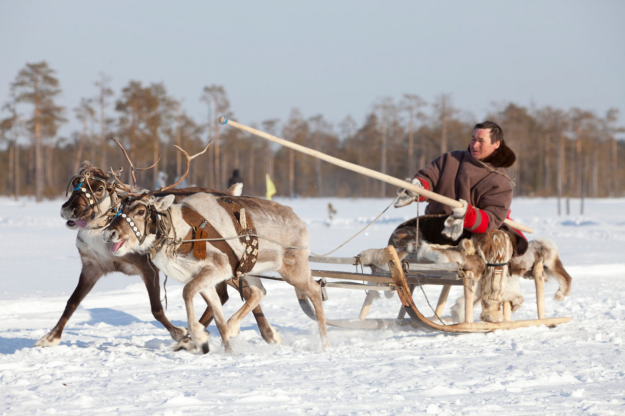 Международный чемпионат по традиционному оленеводству  состоится 15–19 марта в Якутии
