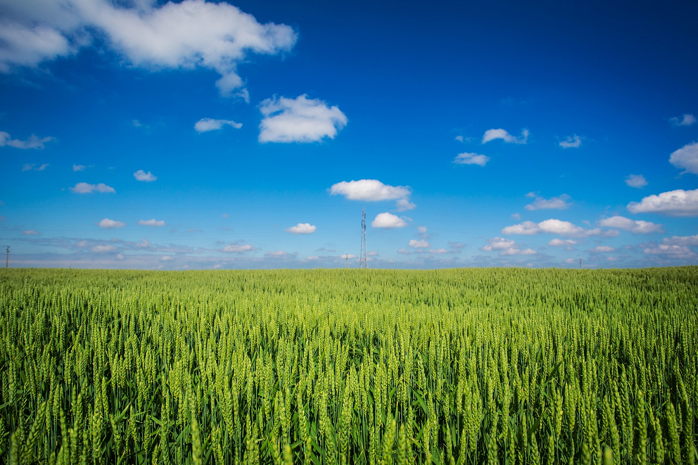 На ВЭФ-2019 будет представлен «банк сельхозземель»